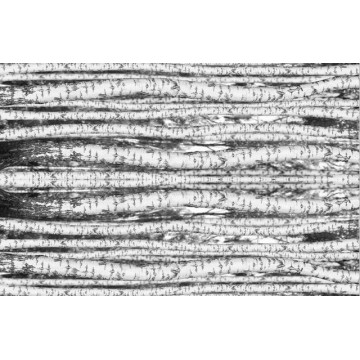 Folkowy obrus wiejska brzoza 100 x 140 cm